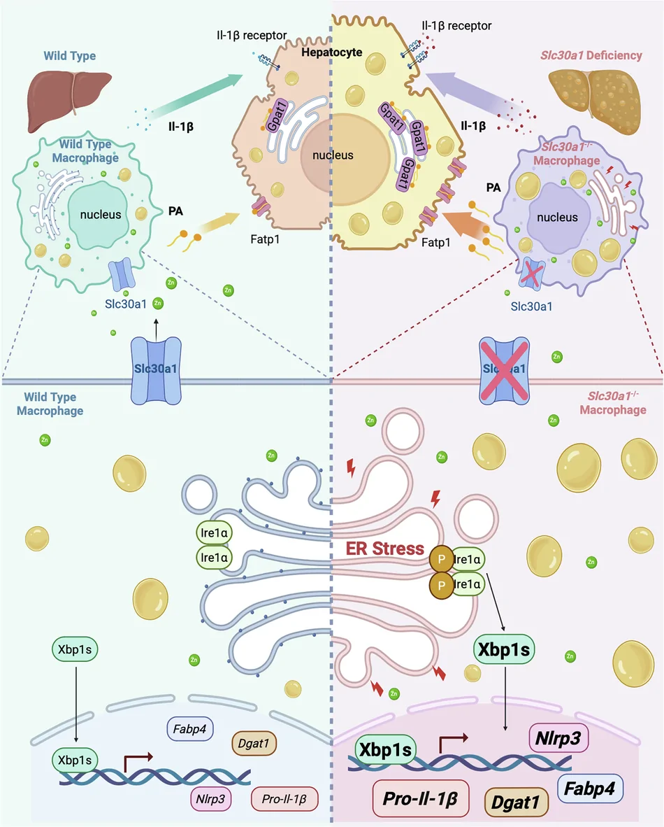 巨噬细胞“锌陷阱”驱动脂肪肝:Ire1α-Xbp1s/IL-1β轴与脂质跨细胞转移的新机制