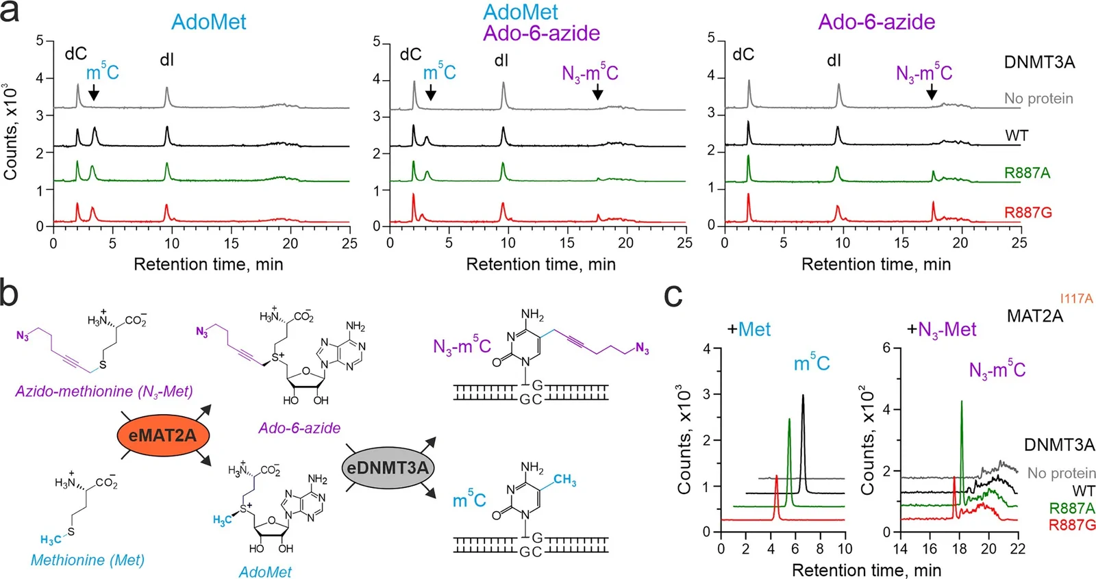 图2 DNMT3A变体的辅因子选择性:R887G在竞争条件下优先利用Ado-6-azide