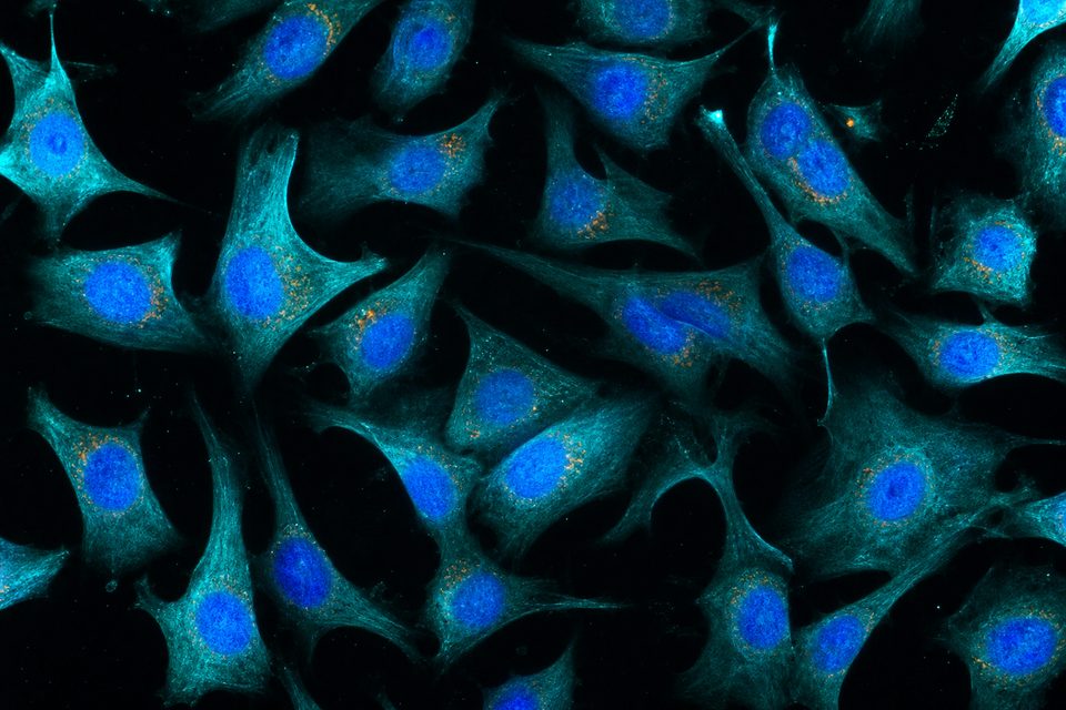细胞生物学实验
